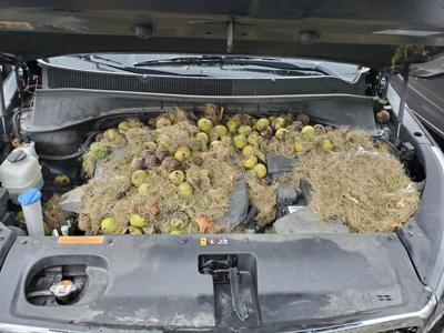 PENNSYLVNIA - SQUIRREL - WALNUTS - COURTESY CHRIS PERSIC ON FACEBOOK.jpg
