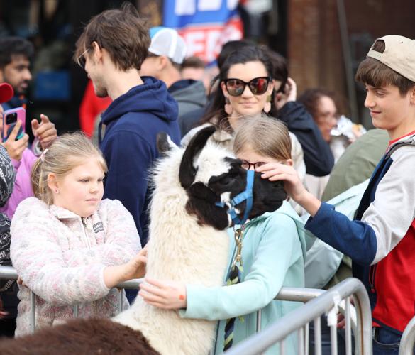 Child pets llama at Bock Fest