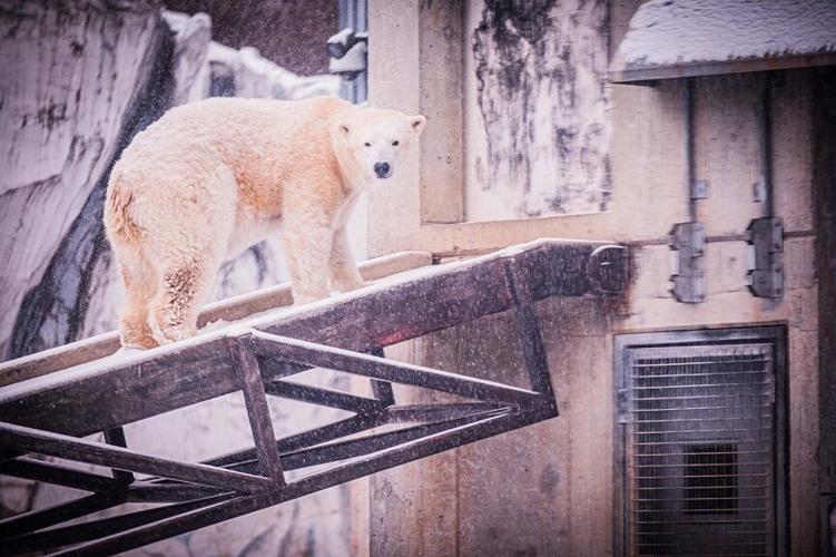 Qannik the polar bear turns at the Lou. Zoo turns 13 - 1.11.24