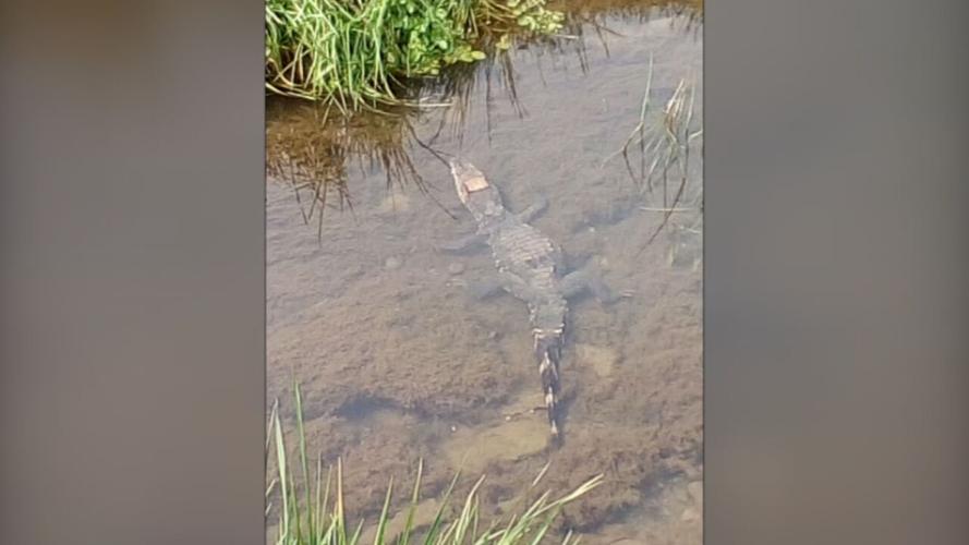 Caiman caught in Lexington canal.jpeg