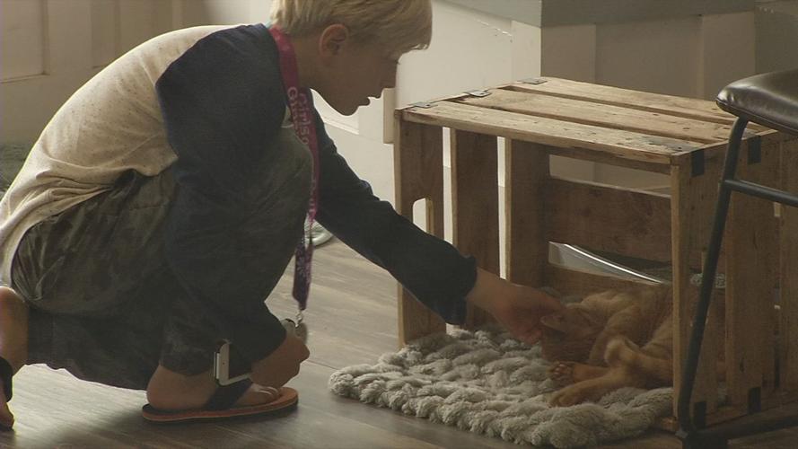 raw CAT CAFE MOTHER'S DAY CAT BOY 5-12-19.jpg