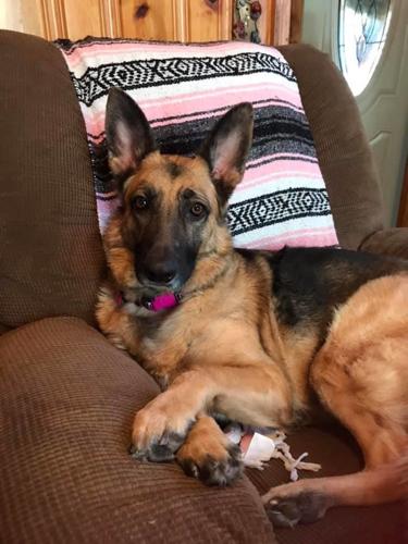 PET DAY - 16.jpg
