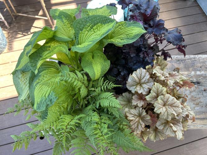 shade perennials