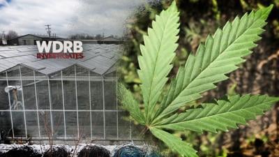 How long will patients have to wait for medical marijuana in Kentucky?