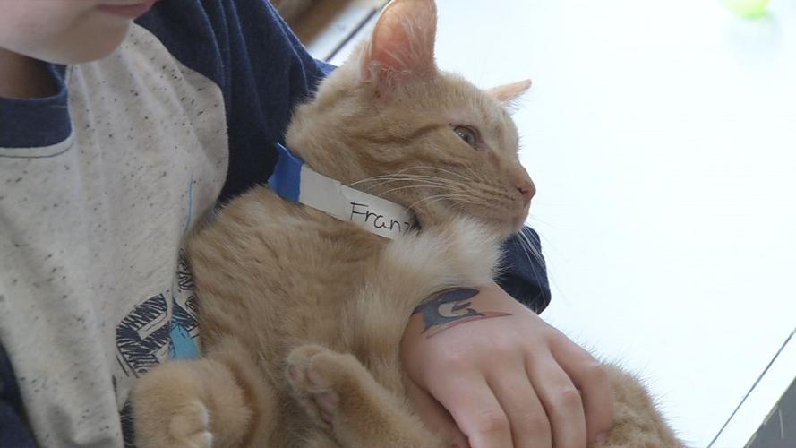 raw CAT CAFE MOTHER'S DAY CAT IN ARMS 5-12-19.jpg