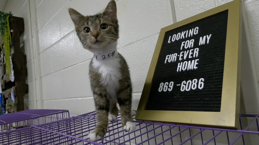 Kitten sits on cage waiting for adoption at Bullitt Central High School