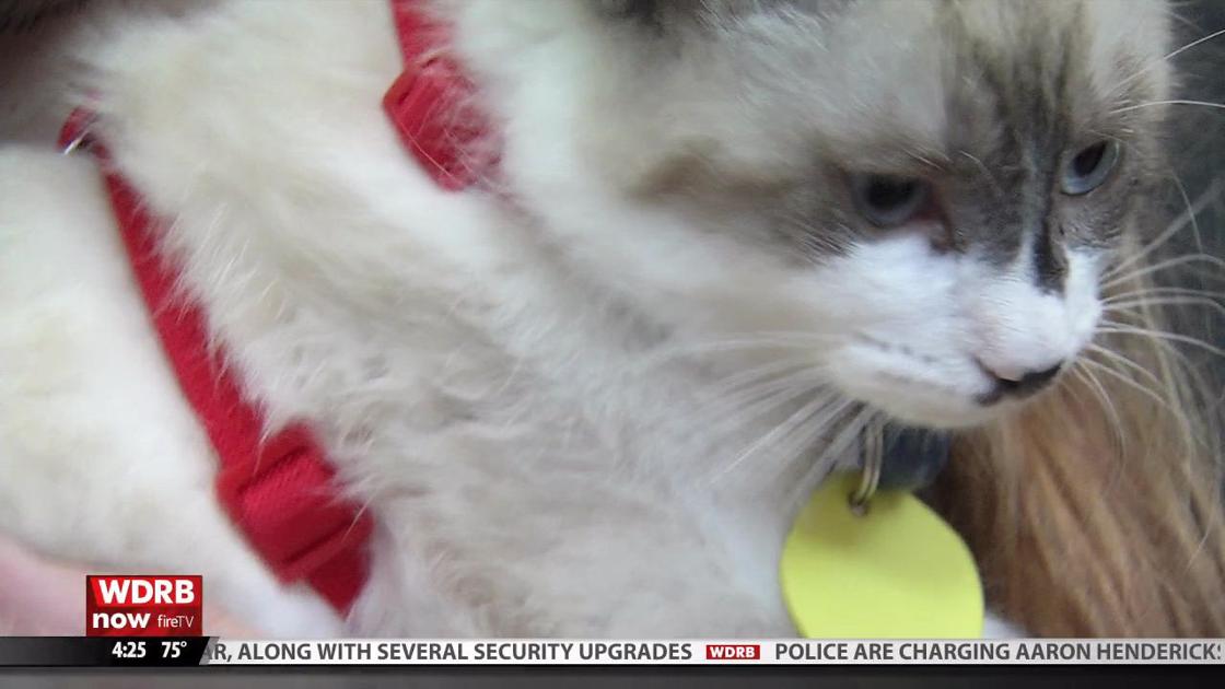 The Purrfect Day Cafe Celebrates 1 000th Cat Adoption Wdrb Video