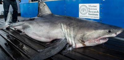 Miss May 10 Foot Great White Shark Spotted Off South