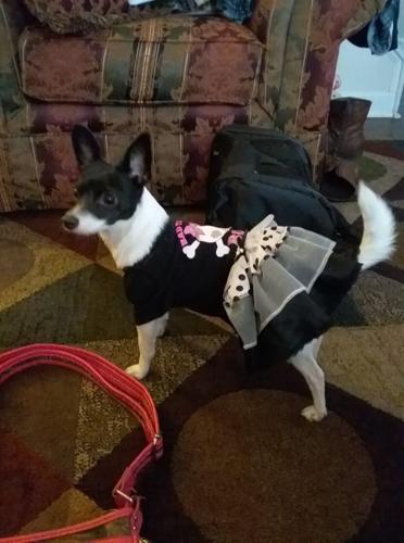 PET DAY - 20.jpg