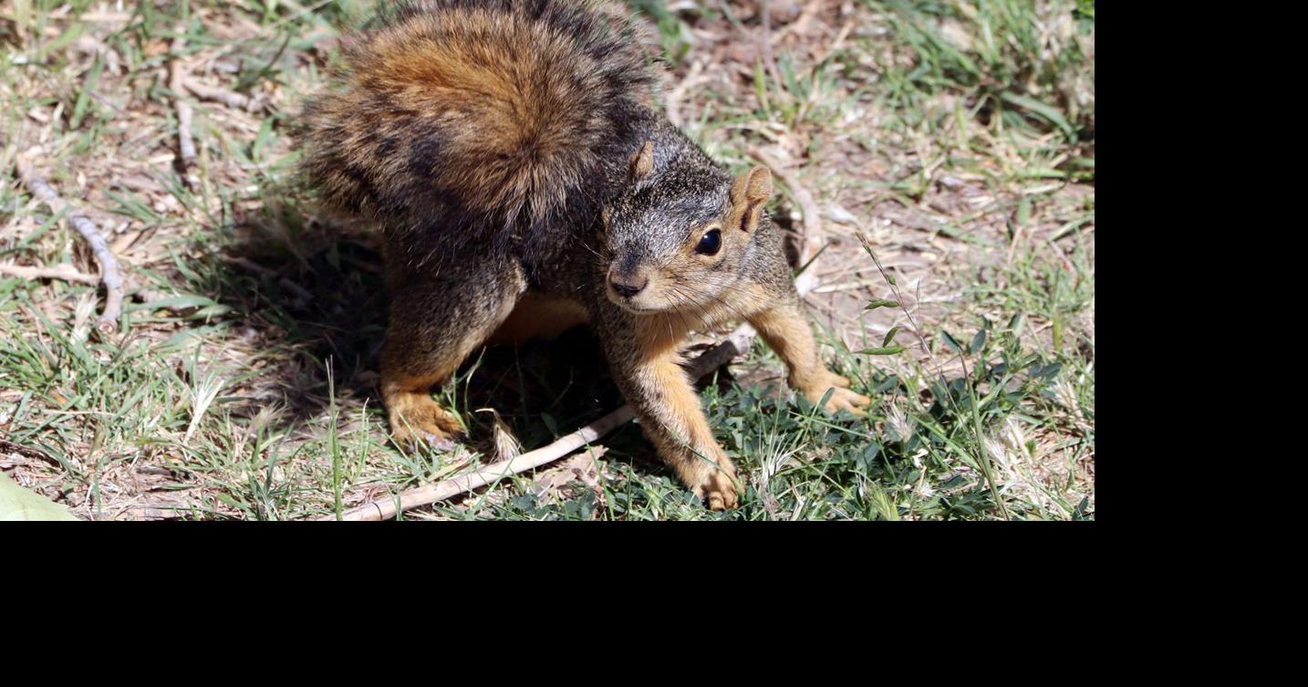 Squirrel tests positive for bubonic plague in Colorado News