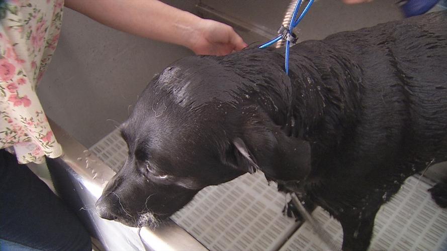 GUIDE DOG PAMPERING - AMERICAN PRINTING HOUSE FOR THE BLIND - 7 -25-19   (2).jpg