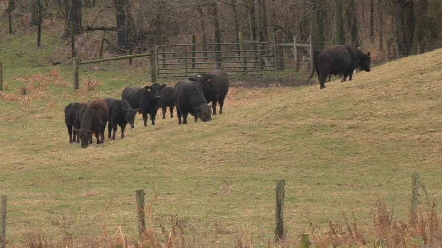 Cows on Richey's family farm in Scottsburg 12-18-21