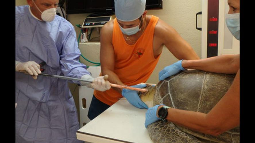Sea Turtle Shot with Spear - Docs working