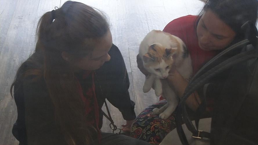 raw CAT CAFE MOTHER'S DAY CATS 2 5-12-19.jpg