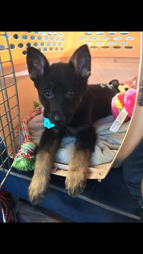 PET DAY - 25.jpg