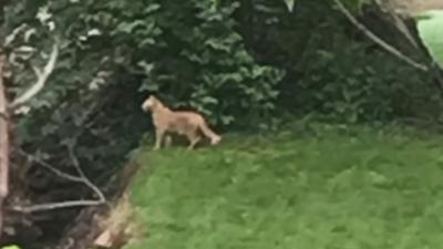 LMAS warning people in Anchorage area to watch out for large cat on the loose