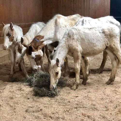 rescued horses wayne county 5-16-20.jpg