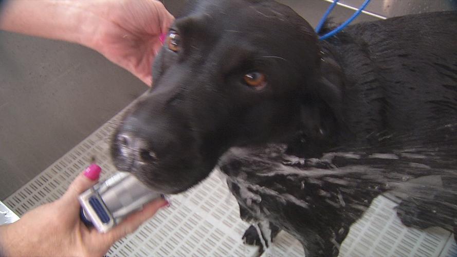 GUIDE DOG PAMPERING - AMERICAN PRINTING HOUSE FOR THE BLIND - 7 -25-19   (3).jpg