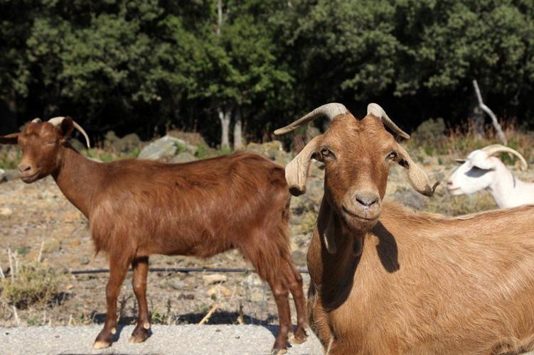 Greece Goats 10-6-19 AP.jpeg