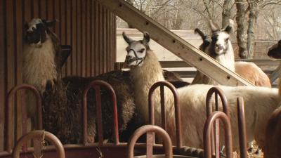 Metro Animal Services says llama attack in upper Highlands was 'canine in nature'