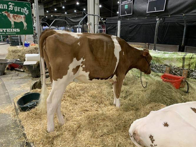 KY STATE FAIR - LIVESTOCK - 8-17-2023  1.JPG