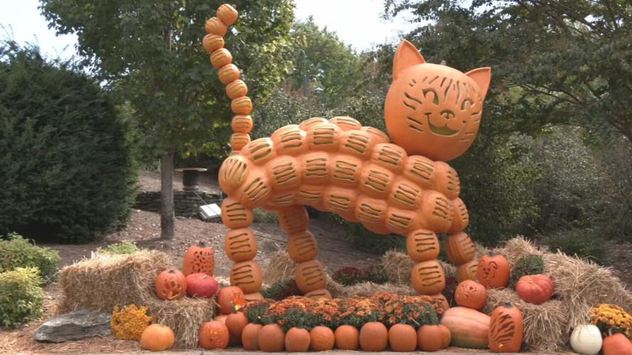 Pumpkins at Kentucky Kingdom