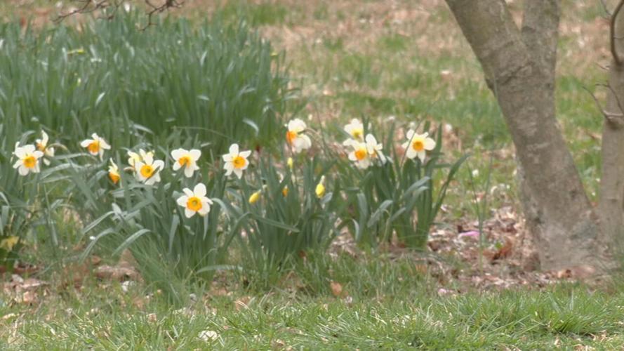Yew Dell Botanical Gardens (2).jpeg