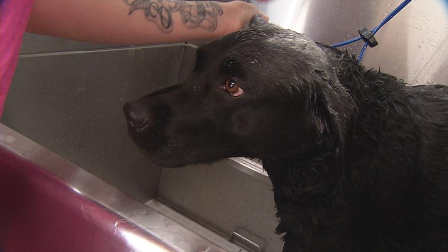 GUIDE DOG PAMPERING - AMERICAN PRINTING HOUSE FOR THE BLIND - 7 -25-19   (4).jpg