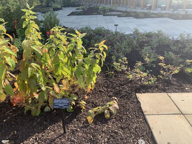 WATERFRONT BOTANICAL GARDENS - PREVIEW 10-1-19 (4).jpg