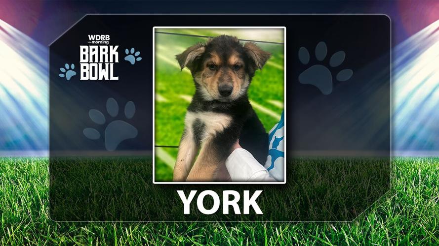 WDRB BARK BOWL - York the Puppy
