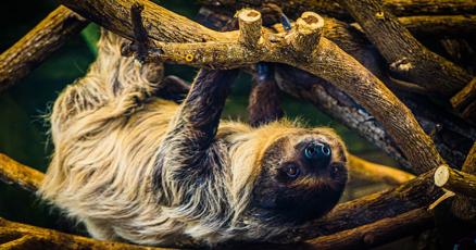 Louisville Zoo offers chance for patrons to get up close and personal with  sloth | Community 