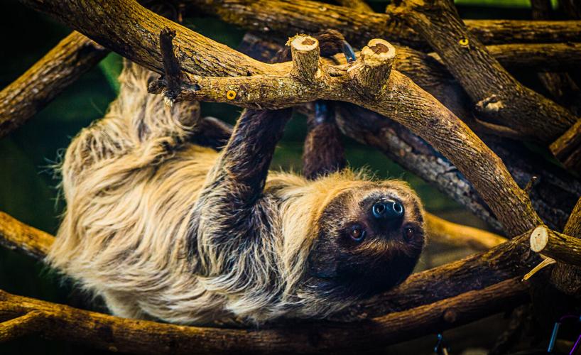 Sunni the sloth