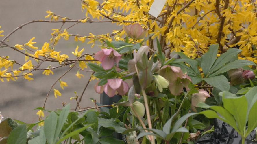 Yew Dell Botanical Gardens.jpeg