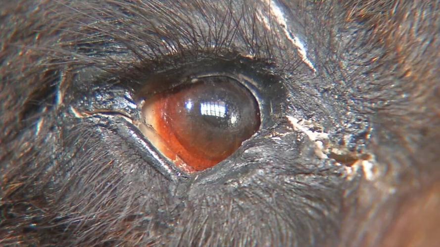 Cocaine bear closeup