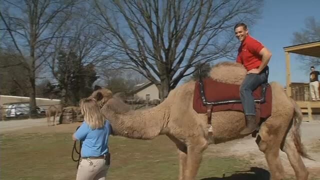 wdrb - Zoo - camel rides 3-16-16 (5).jpg