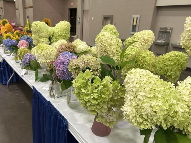 KY STATE FAIR- flowers - hydrangeas 8-14-025 (5).jpg