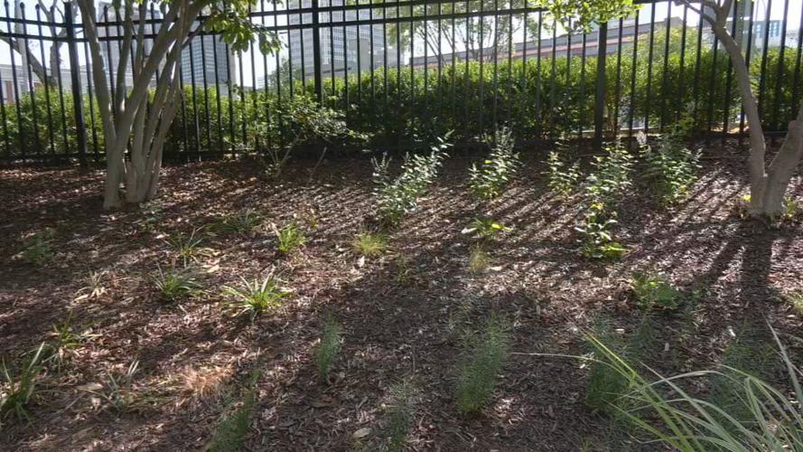 The WDRB 'Flutter Farm' habitat for monarch butterflies (as of July 21, 2023).