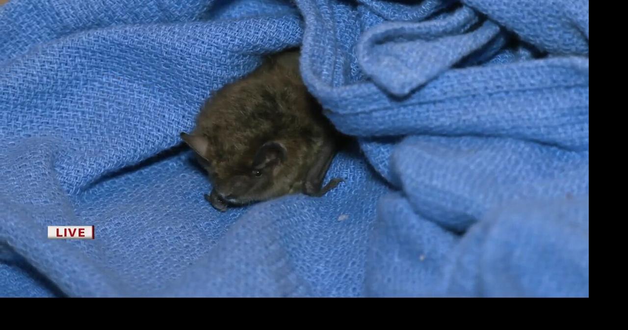 Keith Kaiser gets a preview of the Kentucky Bat Festival