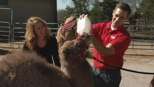 wdrb - Zoo - camel rides 3-16-16 (15).jpg