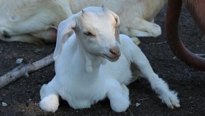 Clarksville's newest baby goat (Sept. 2020)