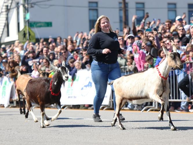 Goats run toward the finish line.JPG