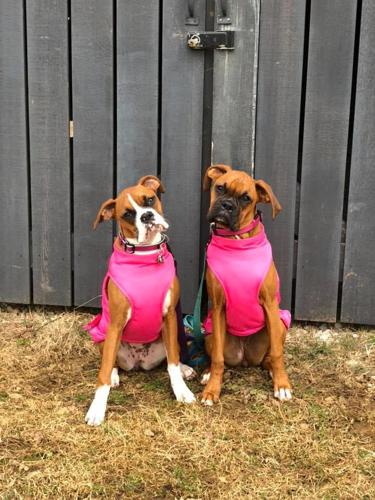 PET DAY - 37.jpg