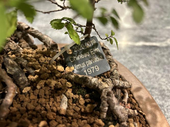 2nd annual Bonsai Weekend