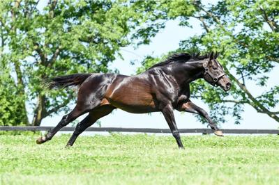 Pioneerof the Nile