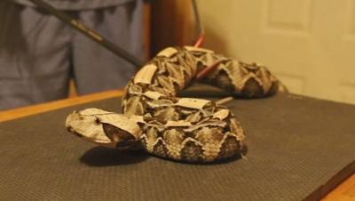 Kentucky couple 'milks' snakes for life-saving worldwide research