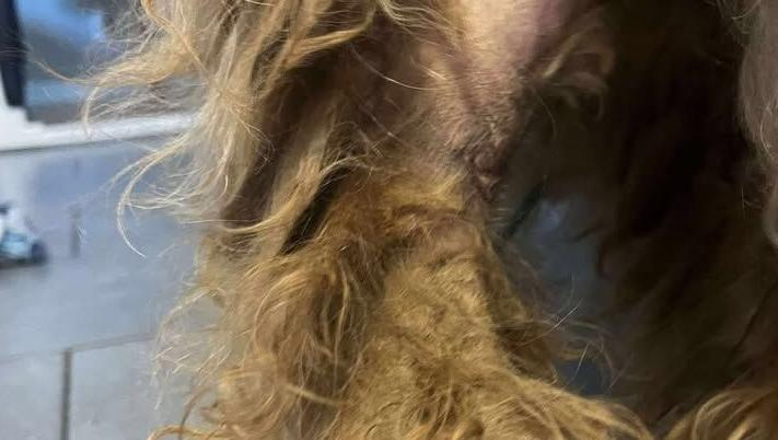 Dog hair matted - 9.20.25