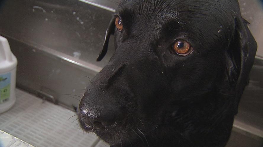 GUIDE DOG PAMPERING - AMERICAN PRINTING HOUSE FOR THE BLIND - 7 -25-19   (6).jpg