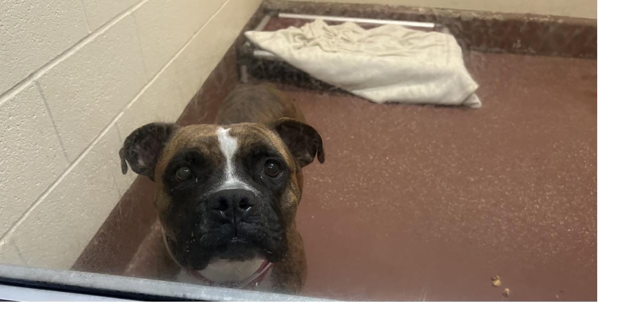 Louisville Metro Animal Services sounding alarm as it runs out of space to house dogs | News from WDRB