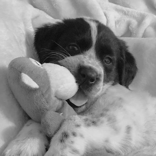 PET DAY - 41.jpg