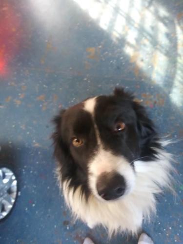 PET DAY - ABERHAM - LILLY GENTRY.jpg